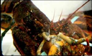 So leiden Langusten in Gefangenschaft: vor Verzweiflung und Hunger fressen sie sich gegenseitg.