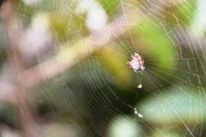 In einem Nationalpark stoßen wir auf eine außergewöhnliche Spinne mit gezacktem Körper.