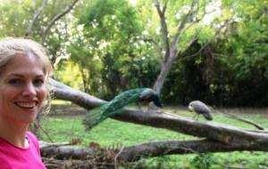 Martina Hirschmeier ist fasziniert von der Anmut der Pfauen auf Islas del Rosario.