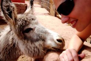 Behutsam nähert sich Martina Hirschmeier dem kleinen Esel. 