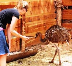 Martina Schlaumeier freut sich über die Entdeckung des chilenischen Straußes.