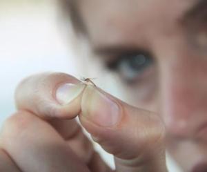 Martina Hirschmeier hält eine getigerte Mücke zwischen den Fingern, die das gefährliche Dengue-Fieber übertragen.