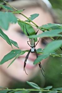 80 Tier Spinne Martina Hirschmeier entdeckt im Dschungel eine gruselige Spinne.