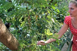 Auf dem Zuckerhut entdeckt Martina Hirschmeier kleine Weißbüscheläffchen!