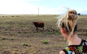 Auf unendlichen Weiten grase die argentinischen Rinder.