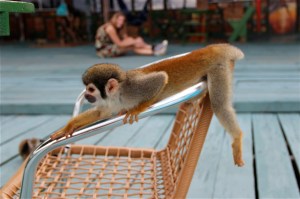 IMG_6771 Affen Amazonas II Die flinken Äffchen freuen sich über Leckereien der Hotelgäste.